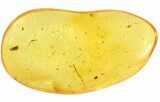 Small Fossil Beetle (Coleoptera) In Baltic Amber #48229-1